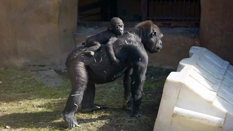    Фото: t.me/Moscowzoo_official