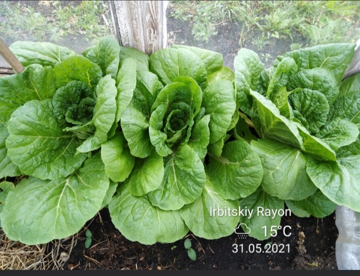 Фото автора. Пекинская капуста.