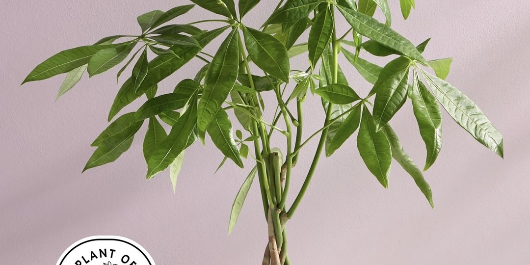 Что такое «денежное дерево»? Для наших самых комментирующих подписчиков 💖