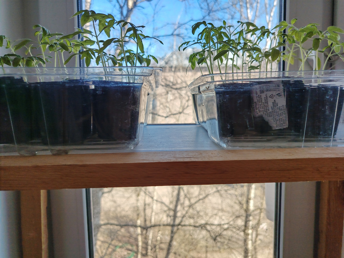 Рассада томатов пока не распикирована - она поставлены на 2 этаже самодельной этажерки,установленной на подоконнике окна 