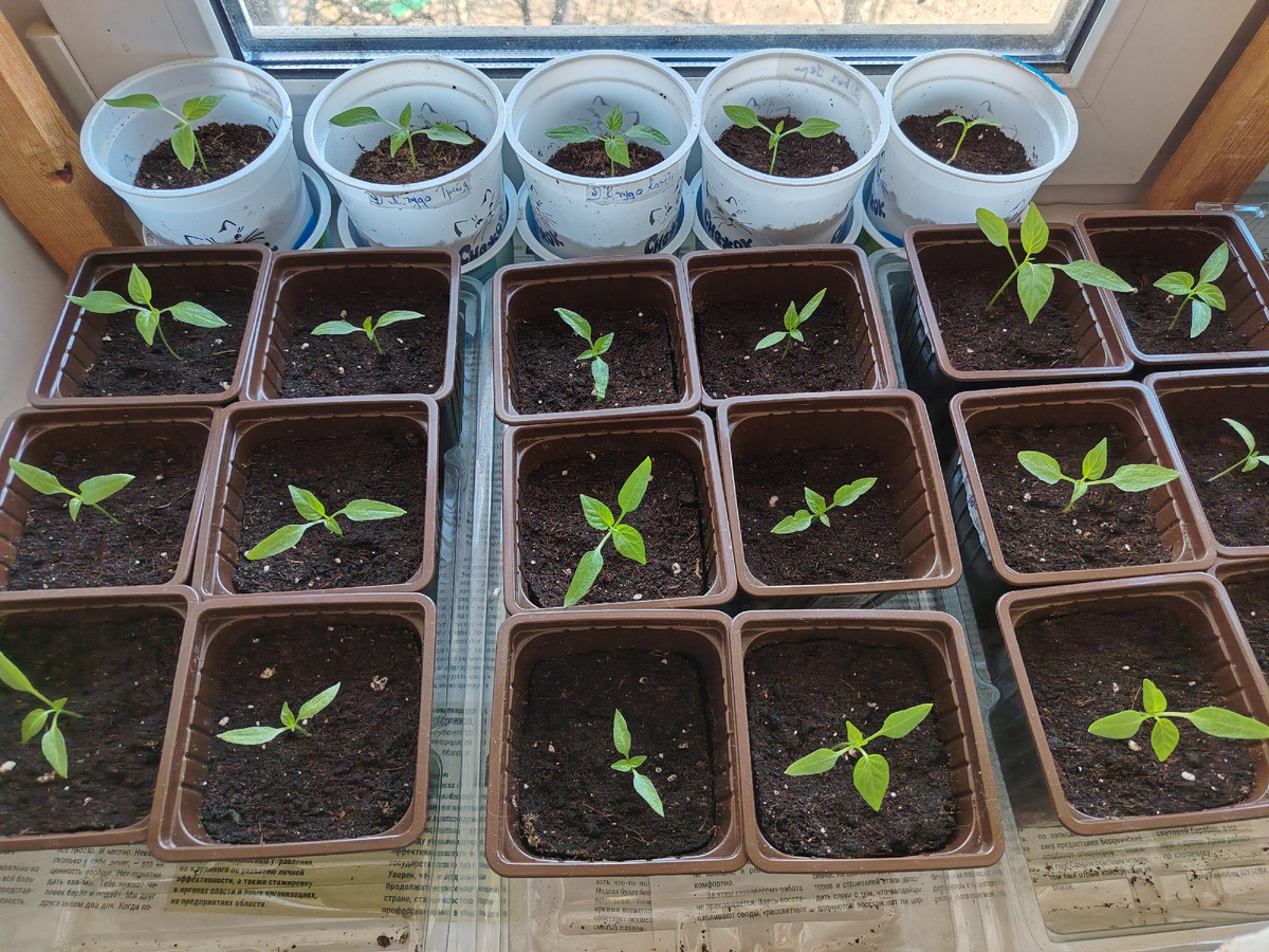 Вот так выглядит моя рассада перцев распикированная в 0,5 литровые стаканчики. Листайте галерею
