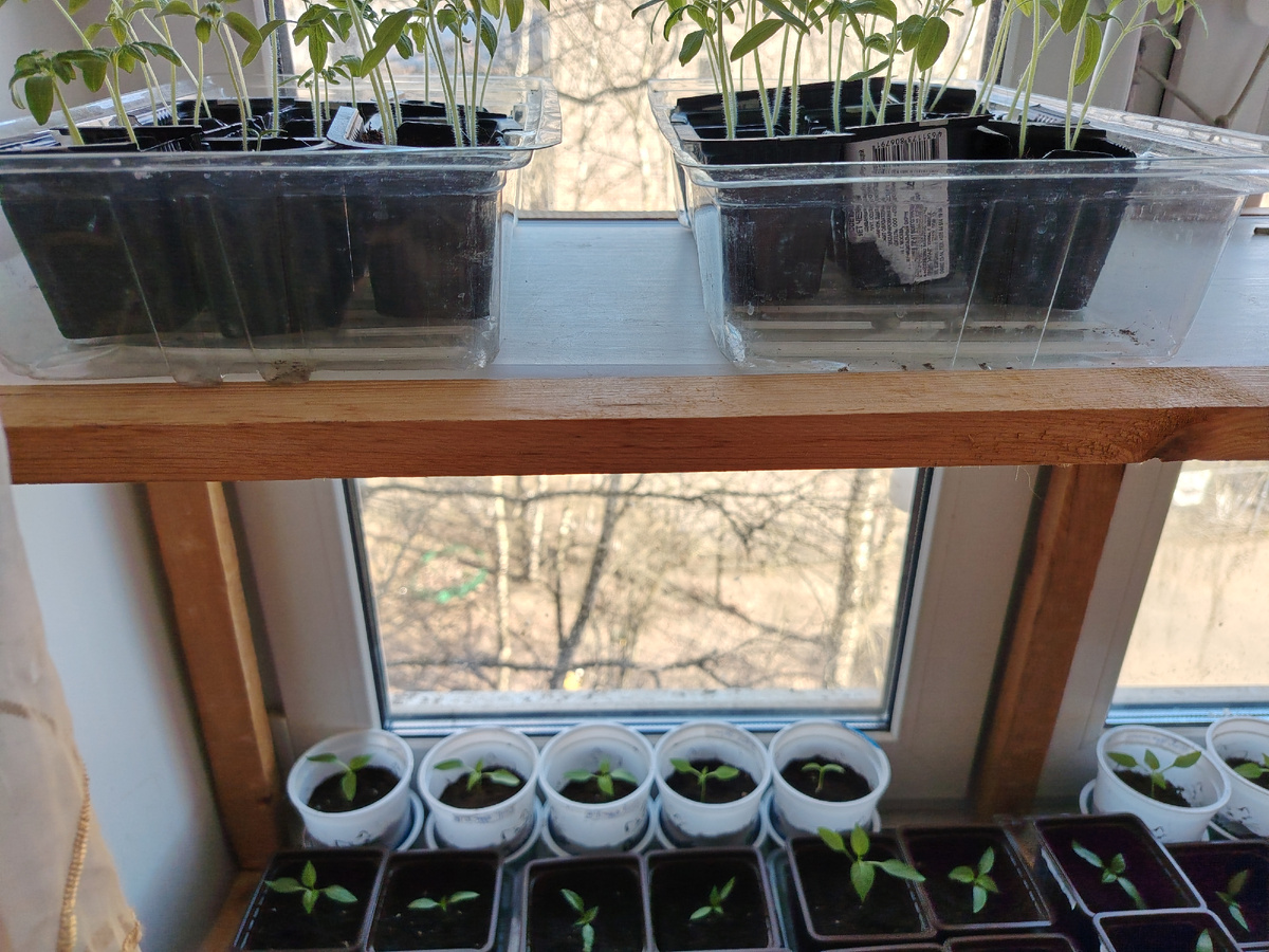 Такую самодельную этажерку под рассаду перцев и томатов опять установила на окне