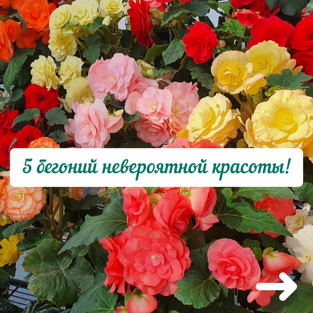 Бегонии. Иллюстрация: procvetok