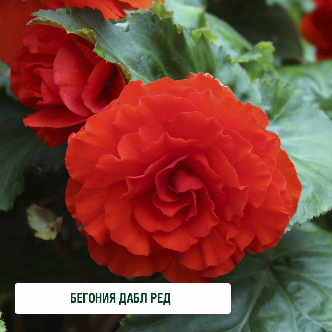 Бегония Дабл Ред. Иллюстрация: procvetok