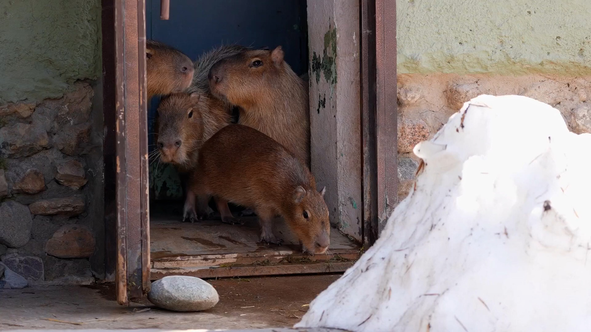    Первый канал