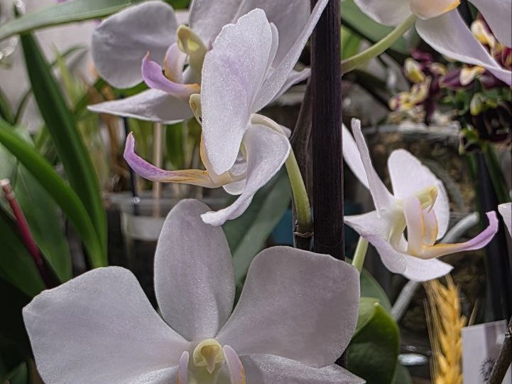 Хатуюки Ногивруки, прям букетик получается и второй цветонос растет