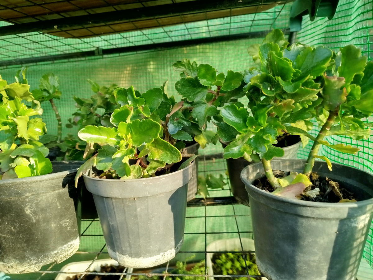 Фото автора. Половина моей плантации в ноябре 2025г. Через месяц их количество сильно уменьшится.