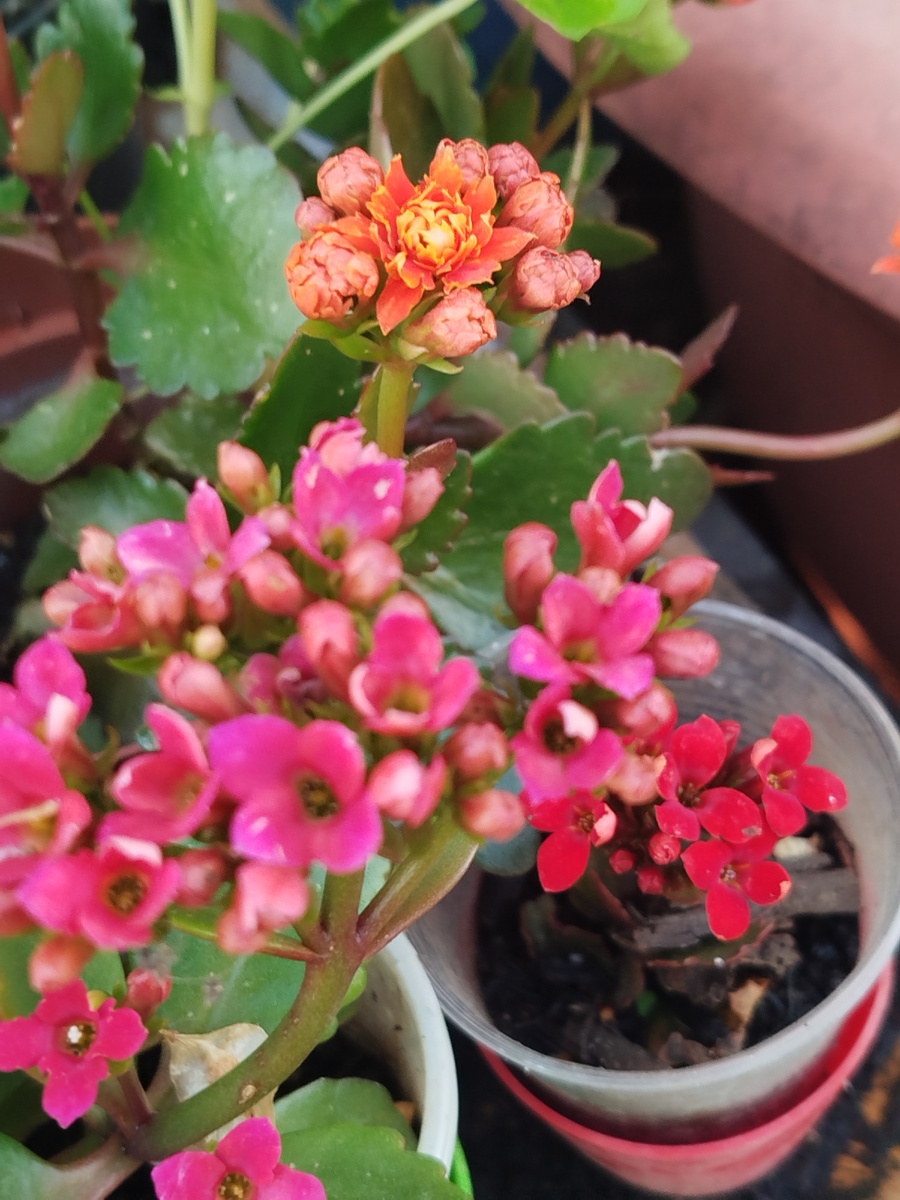 Фото автора. Апрель 2025г. Все 3 расцветки в кадре только однажды и то недавно укоренённых черенках.