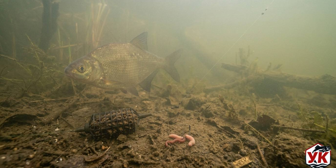 Как ловить леща на фидер в апреле: разбор весенних миграций, прикормки и снастей
