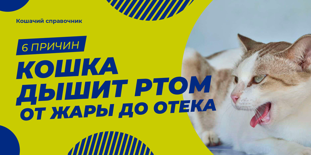 Кошка дышит ртом: 6 причин — от жары до отёка лёгких