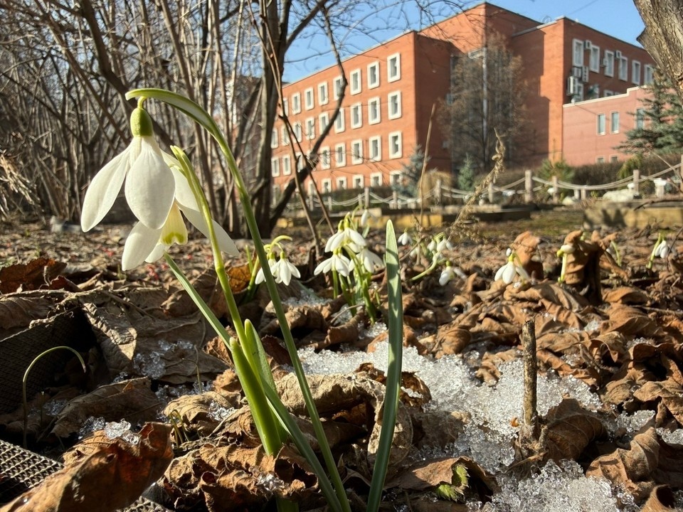    Фото: Ботанический сад ЧелГУ