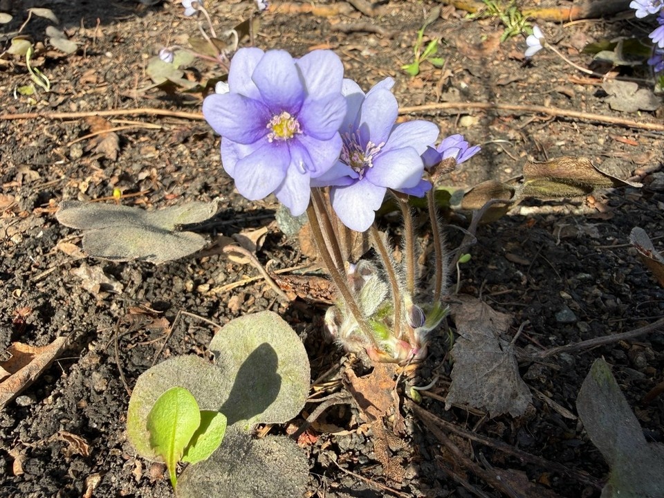    Фото: Ботанический сад ЧелГУ