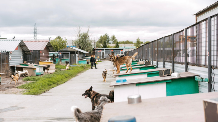    Фото: vk.com/dog_omsk55