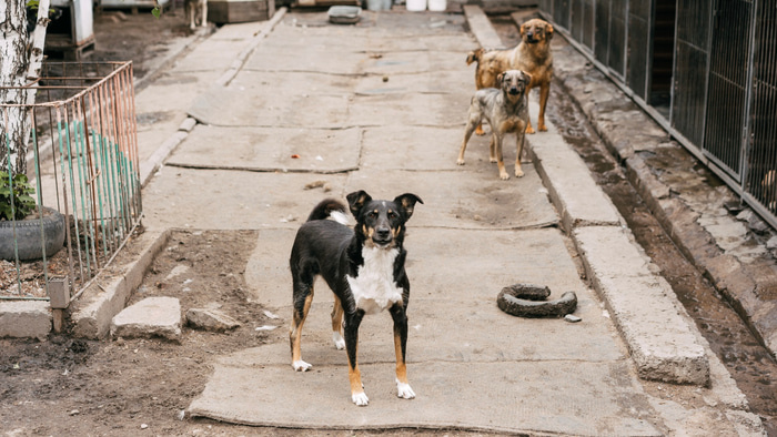    Фото: vk.com/dog_omsk55