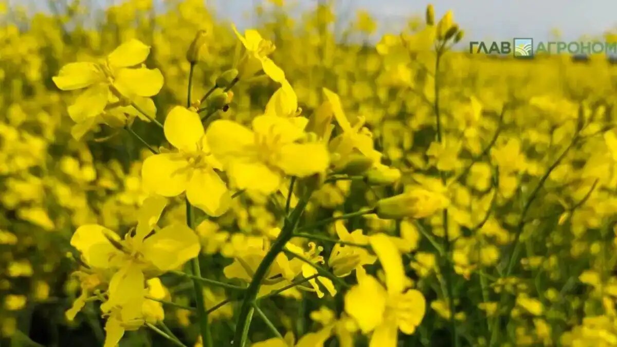 Фото:© Владимир Исаенко / Glavagronom.ru
Обзор внутренних цен на апрель 2026 г. от аналитического центра RUSEED