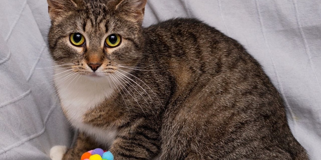 Котёнка вышвырнули из окна как мусор