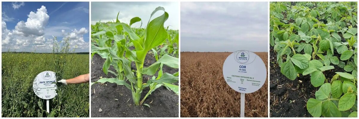 Опытные посевы 2025 года на Липецком ГСУ в рамках пилотного проекта «ФосАгро-Регион» (фото: Госсорткомиссия)