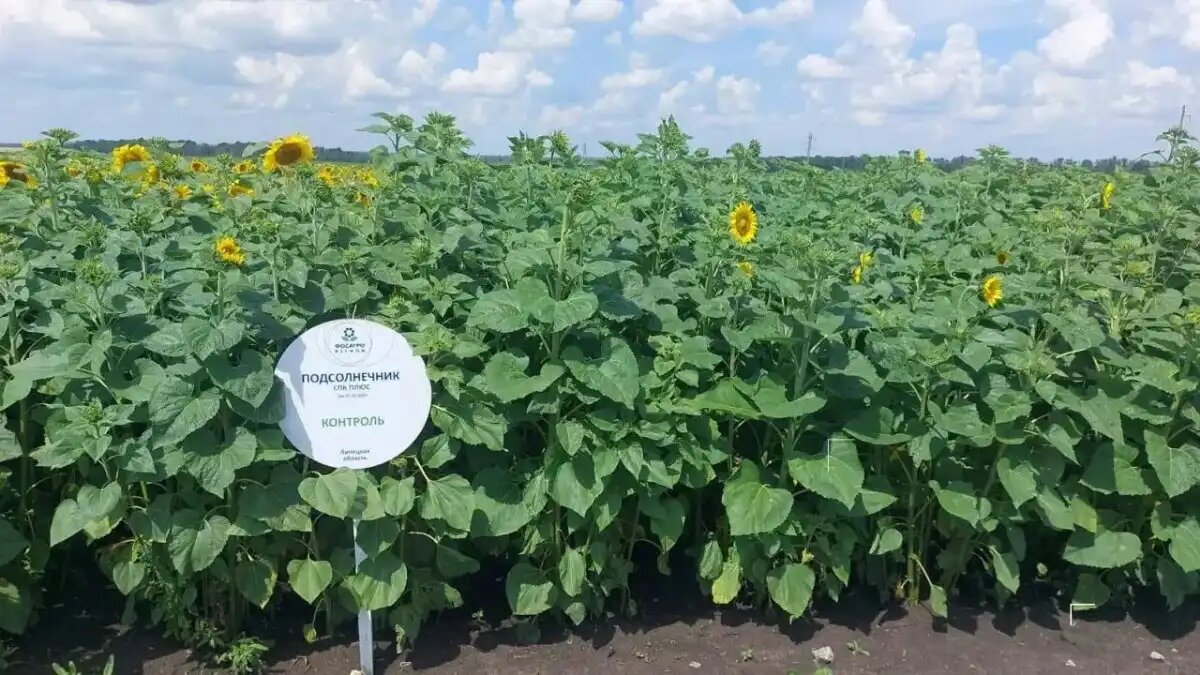 Фото: Госсорткомиссия
Результаты первого года пилотного проекта в Липецком филиале Госсорткомиссии