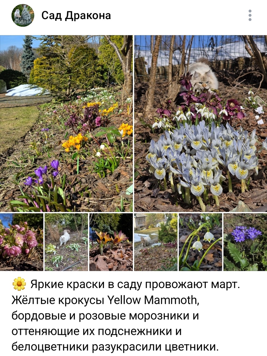 Скрин со страницы ВКонтакте "Сад Дракона"