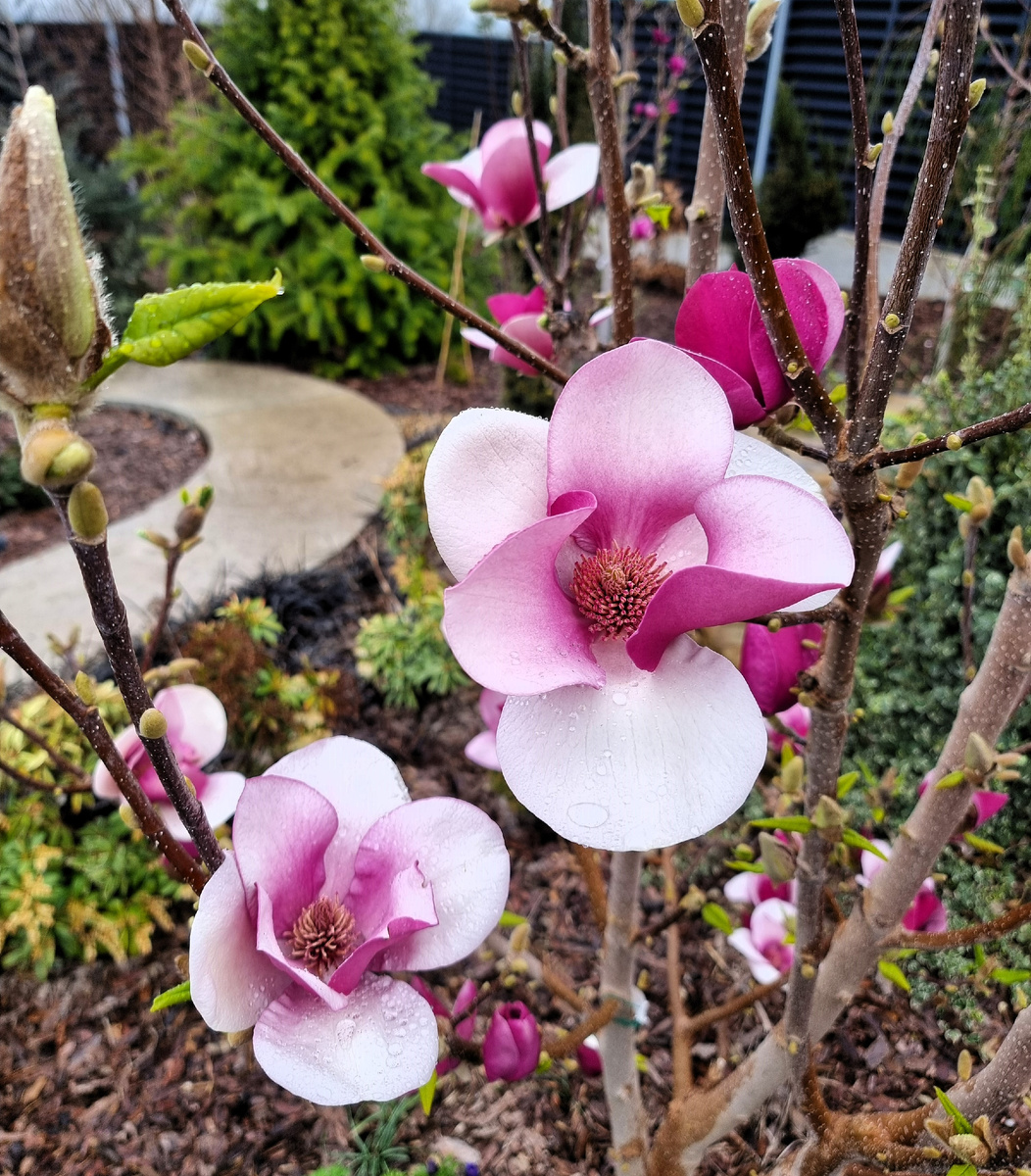 Очаровательная магнолия 'Cameo' в каплях дождя.