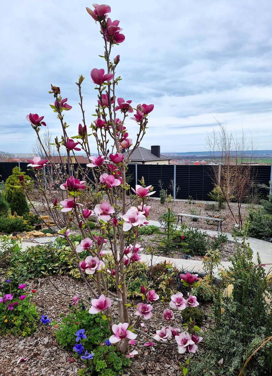 Магнолия 'Cameo' любезно демонстрирует зрителям свои цветки. Они расположены по всей кроне, поэтому их так хорошо видно.