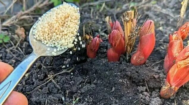 Чем подкормить пионы в апреле мае для супер красивых цветов?