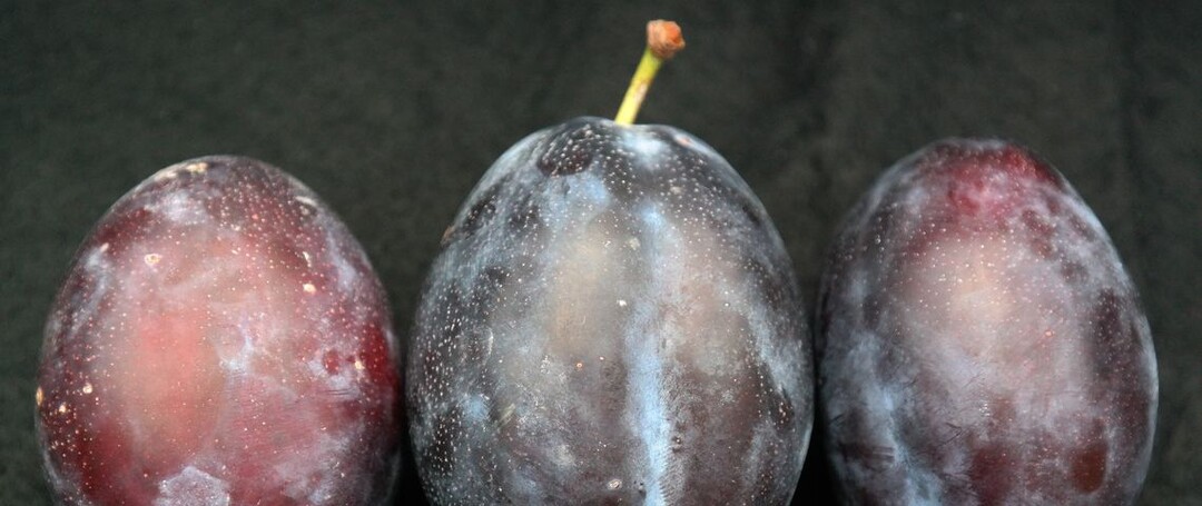 Ученые: сливы и чернослив замедляют рост раковых клеток