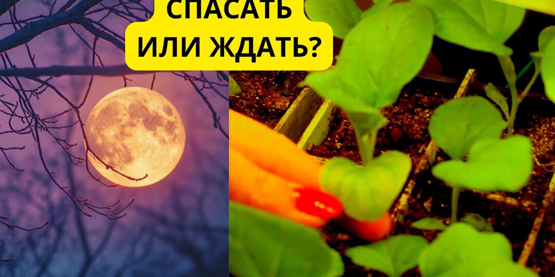 Баклажаны просят о помощи!» 🆘 Читаем по листьям: чего не хватает рассаде и как спасти в Полнолуние.