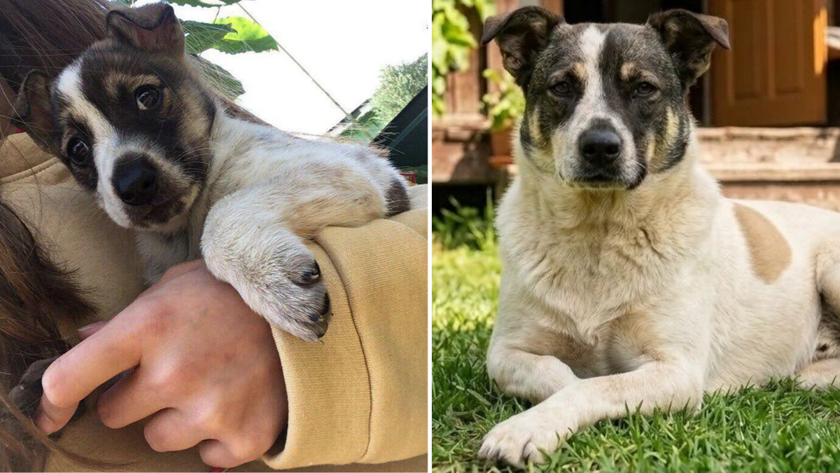 Пёс был любим, и с крошечного возраста жил в этом доме. Но все закончилось в один миг