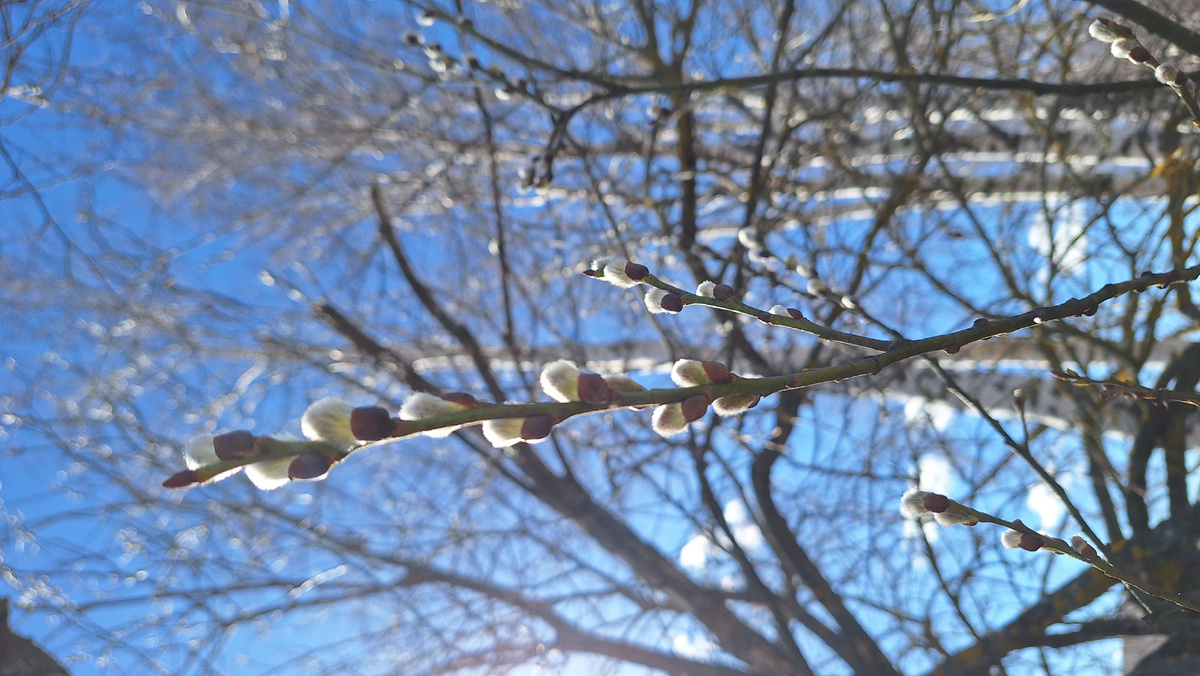 Фото автора. Ветка вербы