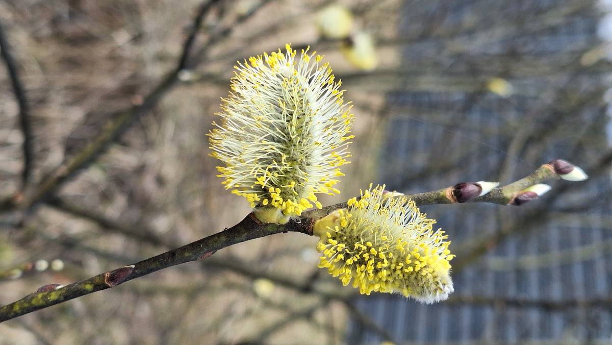 Фото автора. Пушистая веточка вербы