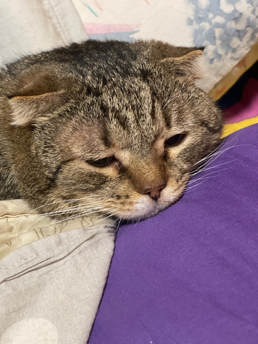 совсем плохо нашему Василию