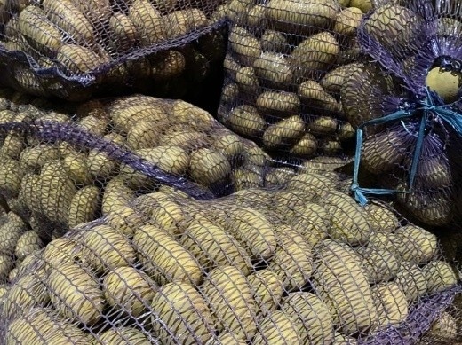 Тверичанам рассказывают, как выбрать качественный семенной картофель