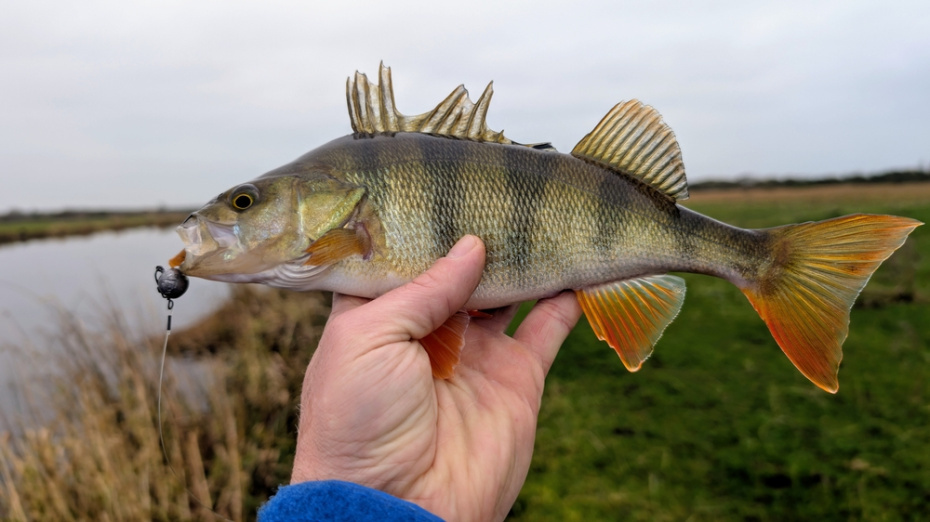 Весенний жор окуня в апреле: где искать «горбачей» на малых реках