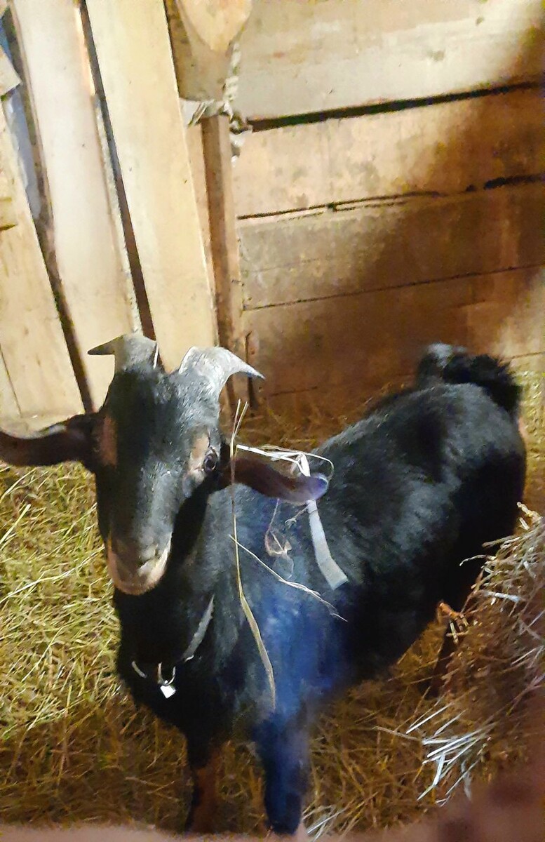 Имя ему дали "Персик"