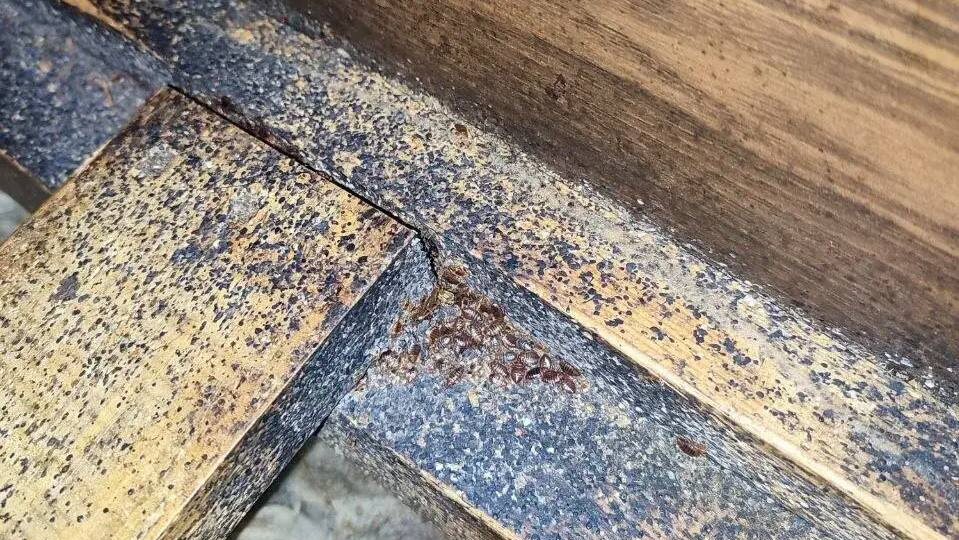 Откуда берутся клопы, если вы никуда не ездили