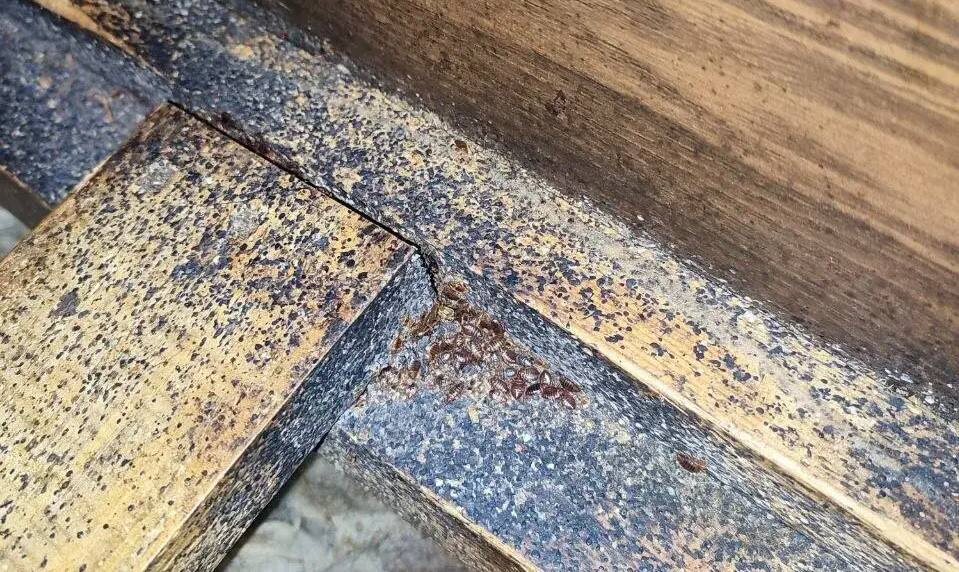 Лучшее укрытие клопов это в мебели или за ней