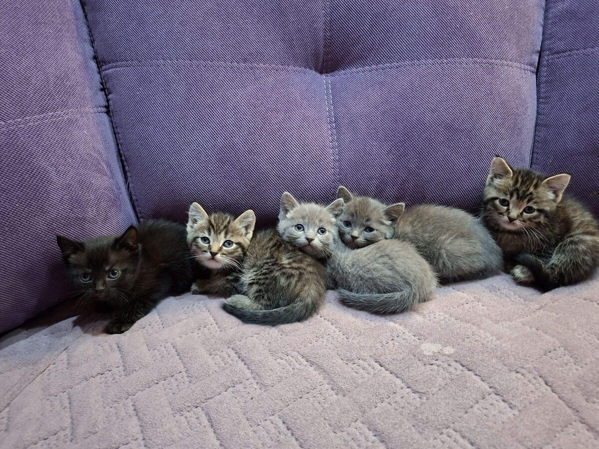 Так котика хочу завести. Одиноко одной. Вот раздам долги и обязательно заведу хвостика! 