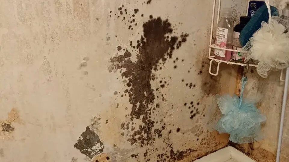 Плесень в квартире: чем она опасна и почему её нельзя игнорировать