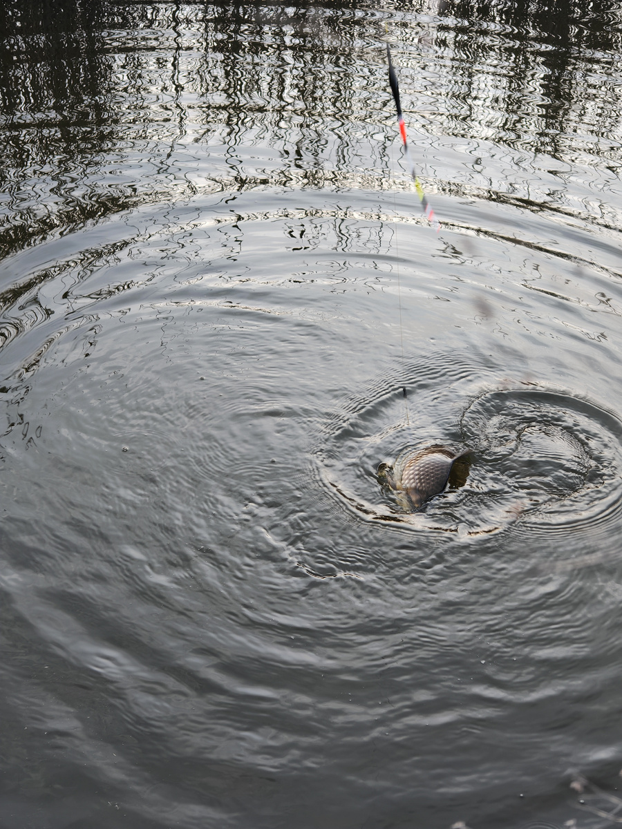 Вываживание карася