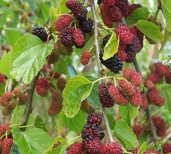 Шелковица в саду: посадка, выращивание и уход без лишних сложностей