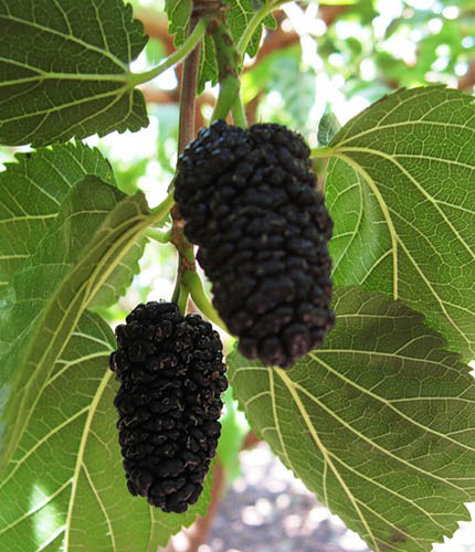 Фото: шелковица в Подмосковье