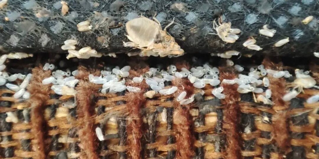 Можно ли вывести клопов самостоятельно: правда и реальность