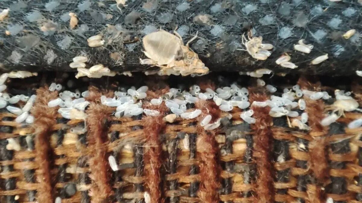 Постельные клопы часто прячутся в швах диванов и матрасов.