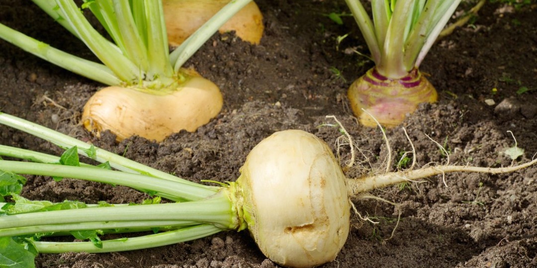 Как я выращивала репу и почему всем её рекомендую?