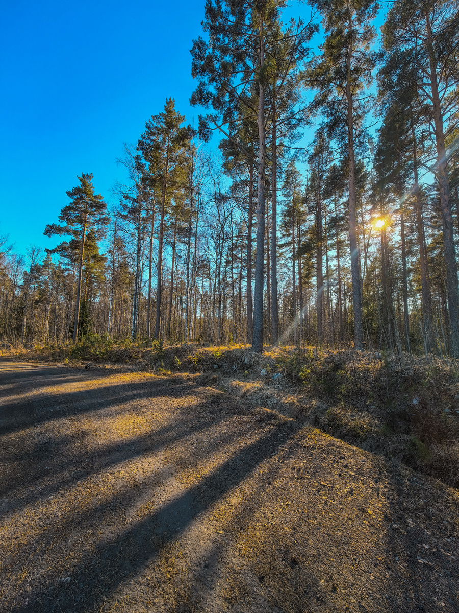 Вечер в посёлке. Лес за нашим домом.