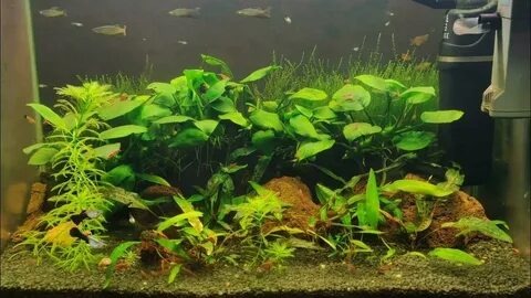 Сиамские водорослееды в грамотно обустроенном аквариуме: достаточно места для плавания, укрытия из растений и коряг