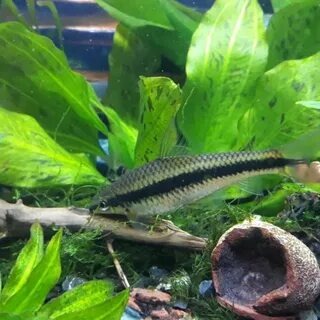 Сиамский водорослеед за работой: эффективно очищает поверхности от водорослевых обрастаний