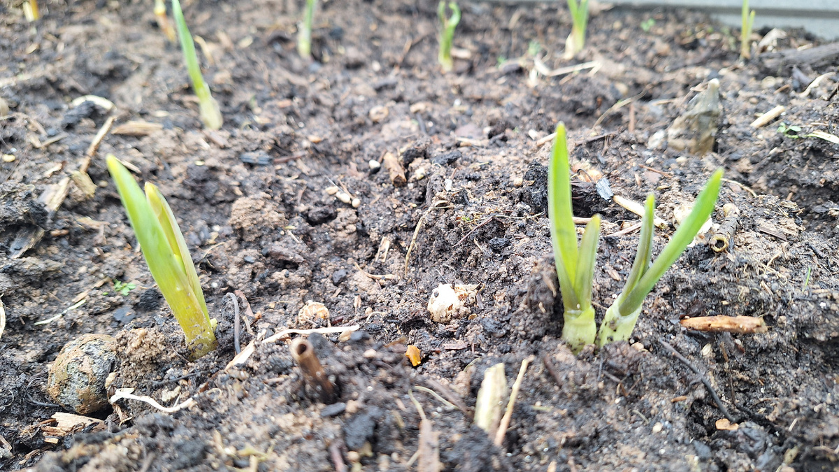 Фото автора. Первые всходы озимового чеснока