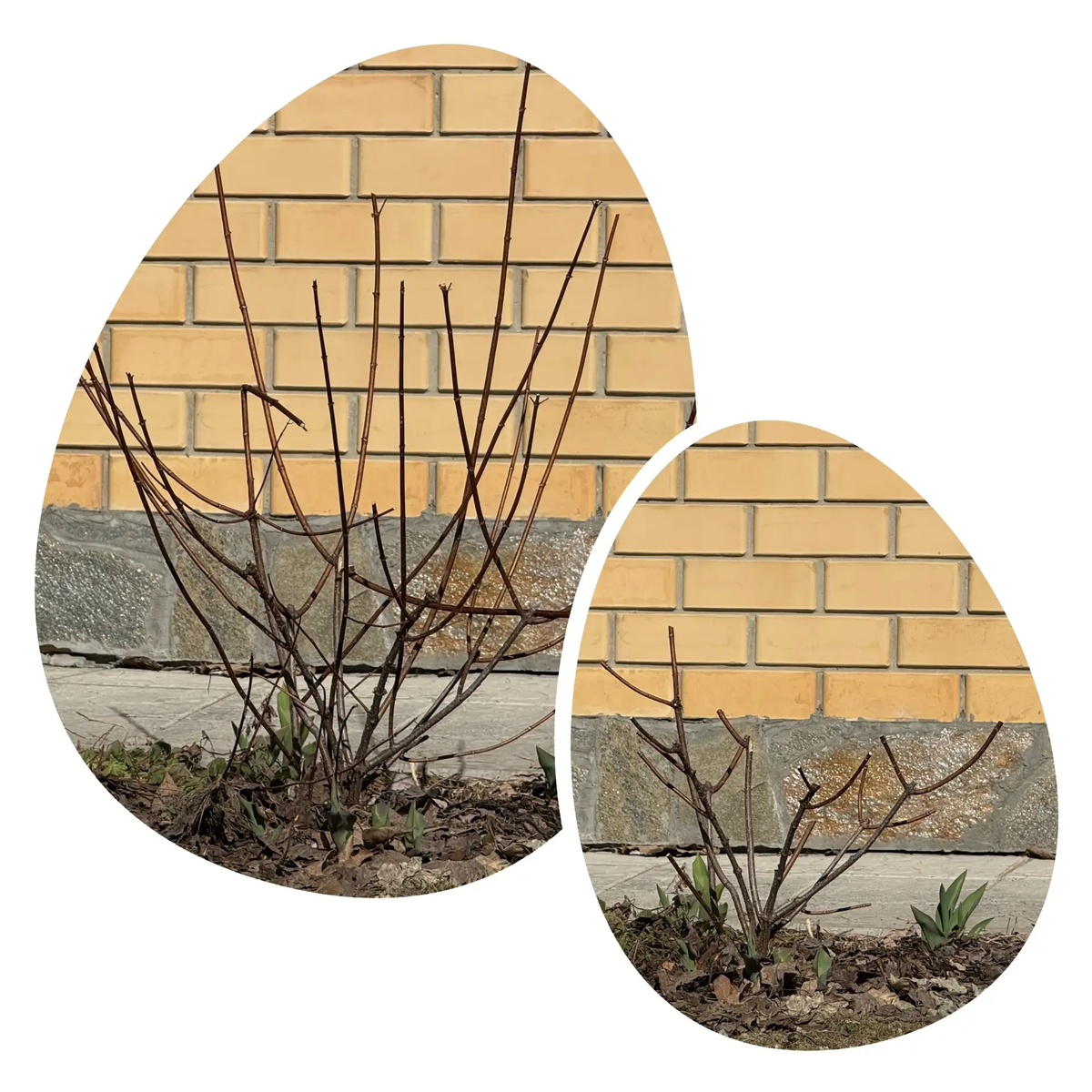 Вимс Ред было/стало